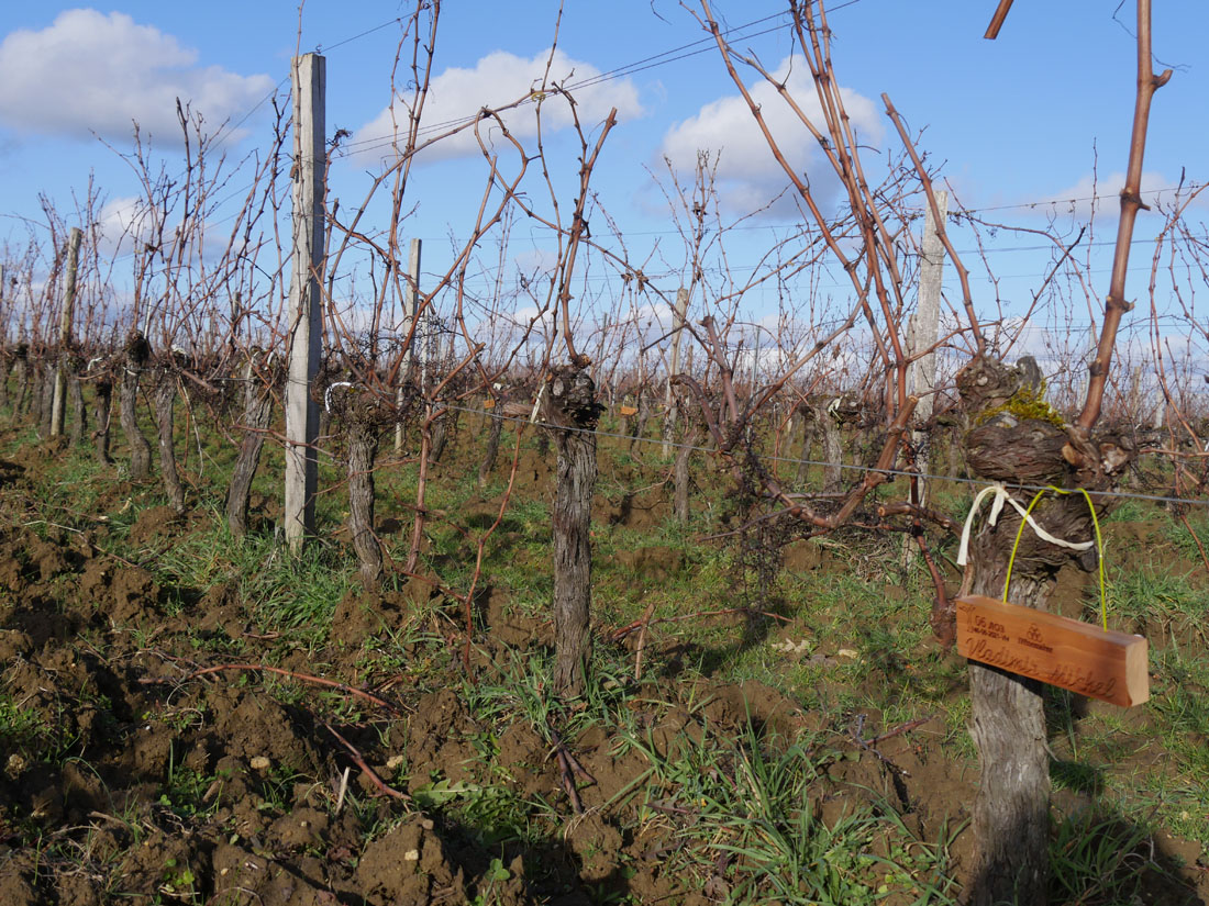 Виноградник на урожай